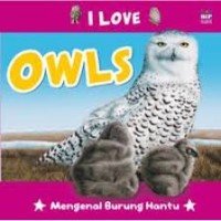 I love owls: mengenal burung hantu